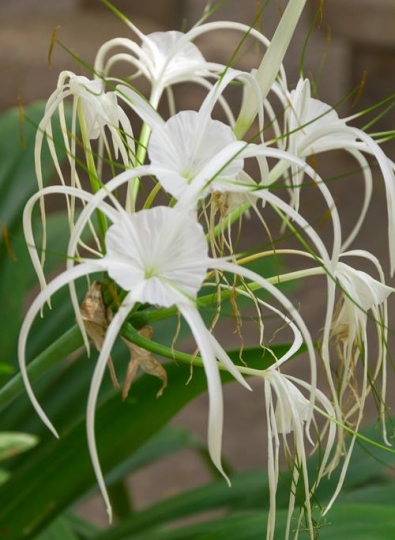 closeup of white flowers