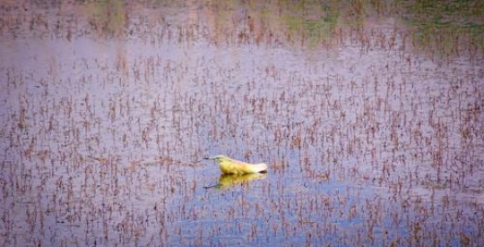 Azraq Wetland Reserve