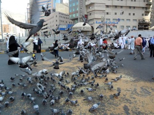 Swarm of pigeons in Mecca