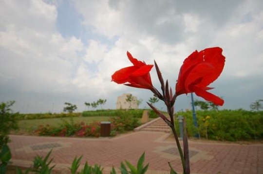 close up of planted flower in garden