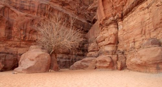 Tree between rocks in Wadi Rum. Jordan
