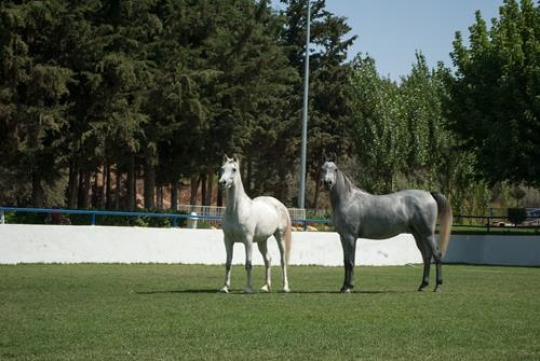- two horses