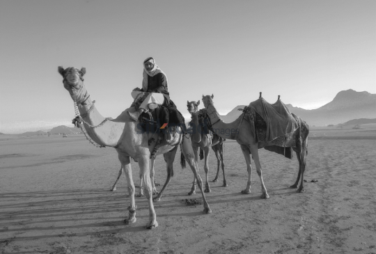 Bedouin Camel Rider in Wadi Rum Desert, Jordan - Black and White