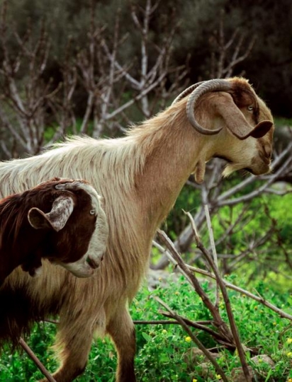 goats in iraq al amir,jordan