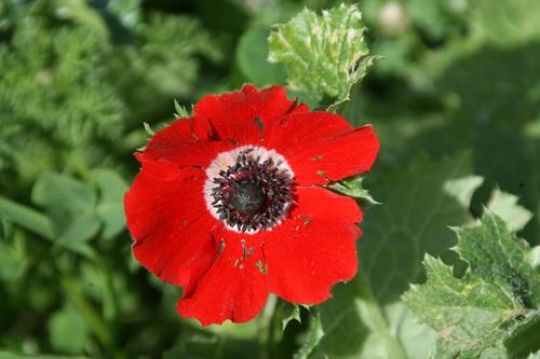 Red Poppy flower 