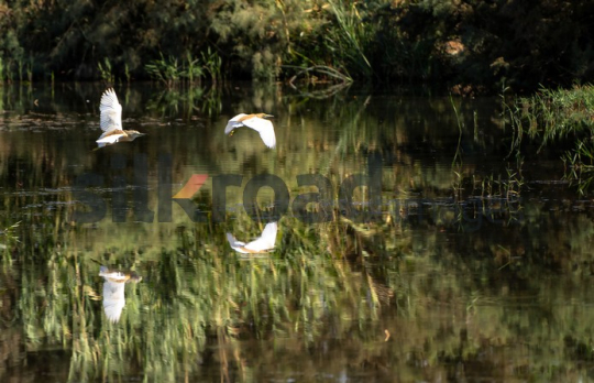 Birds in Flight Over Water in Azraq Wetlands, Jordan