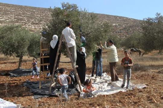 olive harvest