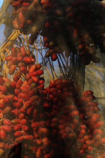 Dates