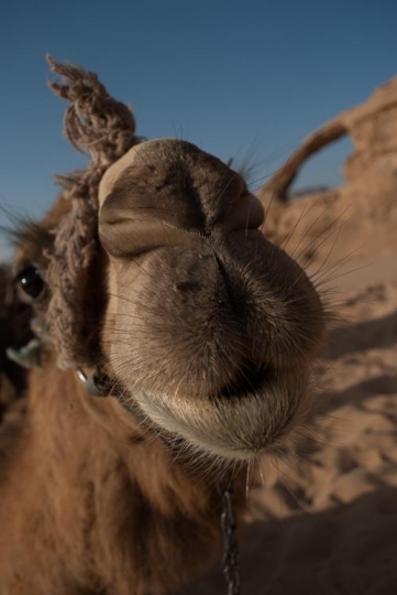 closeup of a camel
