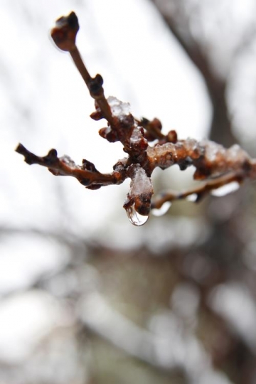 Snow covered branch