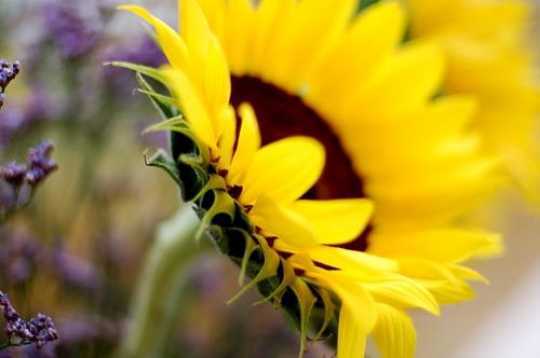 close up of sunflower