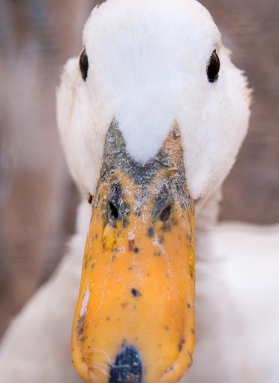 close-up image for white duck