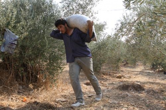 palestinian man holding olive bag