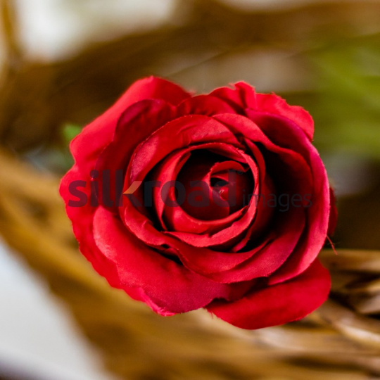 Close-up of a Red Rose in Bloom
