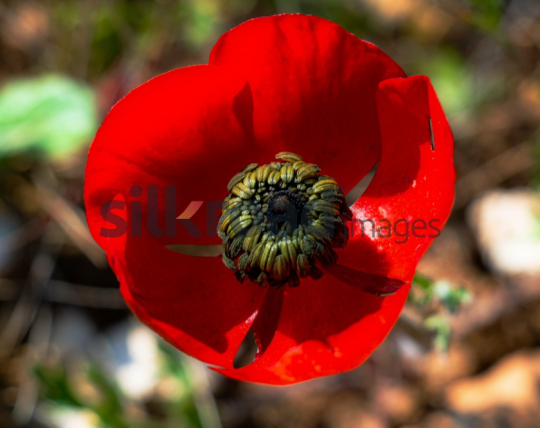 Close-Up of a Vibrant Red Anemone Flower