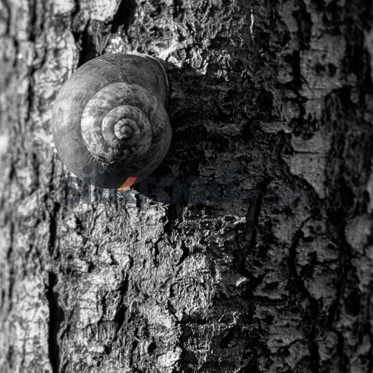 Close-up of Snail on Tree Bark in Black and White