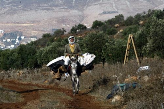 olive harvest season in palestine
