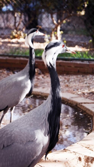 demoiselle crane prince hashem
