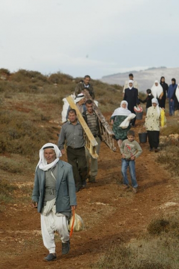 Olive Harvest Season in Palest