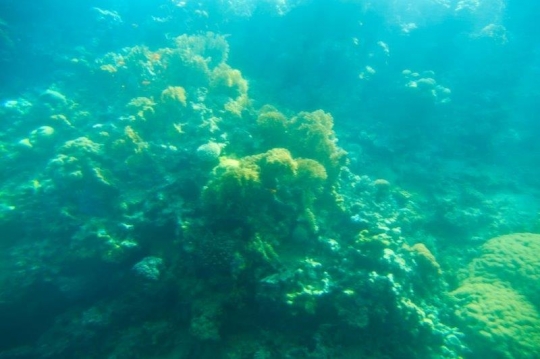 sea corals