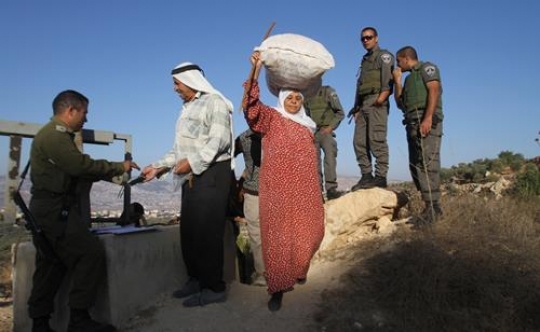 harvest season in palestine