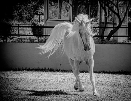 black and white image for horse in the field