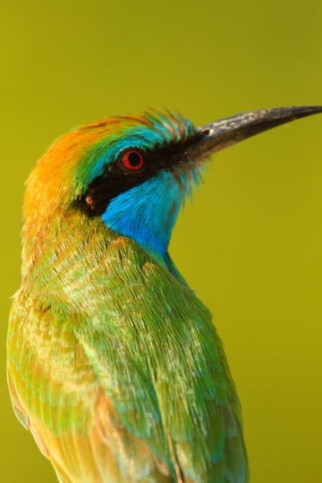 close up of a bird