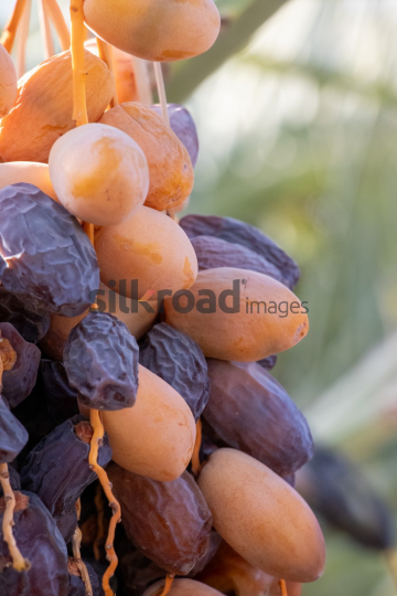 Date Harvest (50)
