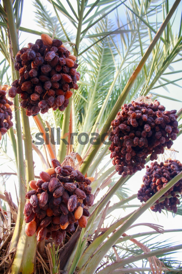 Date Harvest (7)