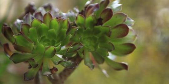 closeup of a green flower
