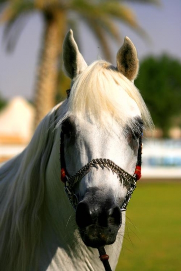 close up of a horse head