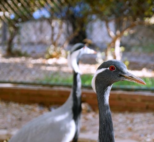 demoiselle crane prince hashem birds garden