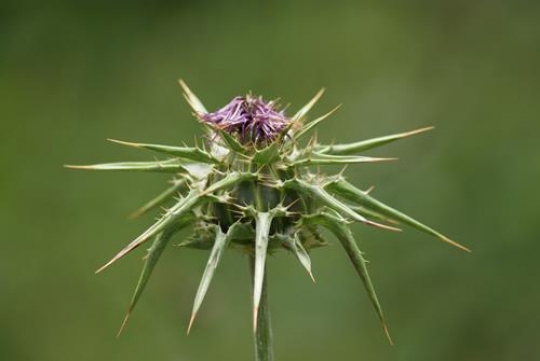 seasonal flower with thorns