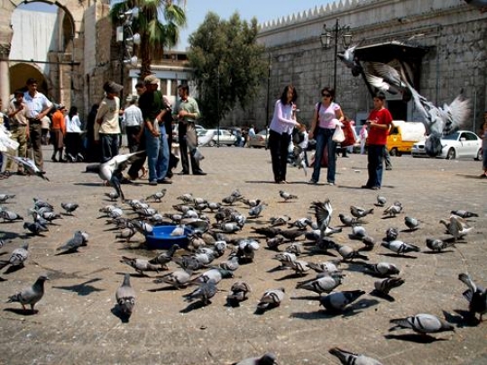 people and pigeons in a yard
