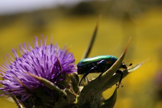 trypocopris vernalis on flower