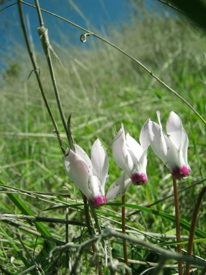 Spring in nablus