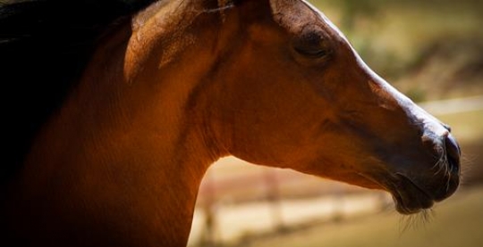 closeup of a brown horse