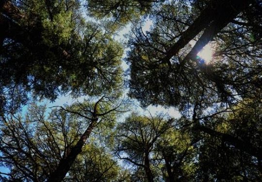 Cedars of Lebanon - Bcharre