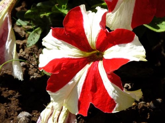beautiful red and white lily flower
