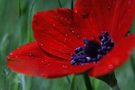 close up Poppy flower with wat