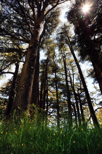 Cedars of Lebanon - Bcharre