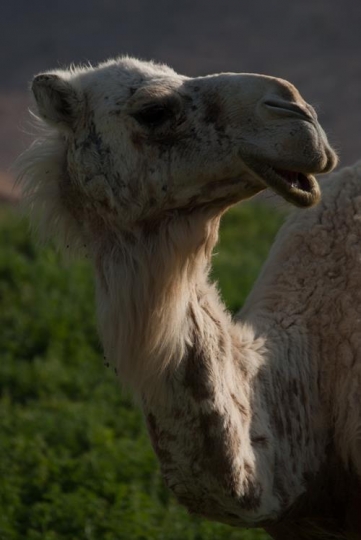 head of camel