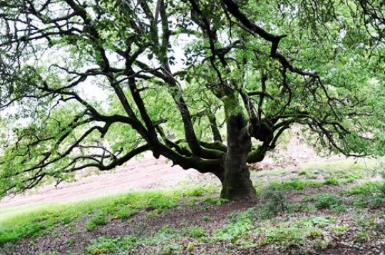 Old tree in Lebanon