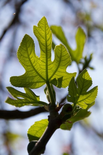 green figs on the tree