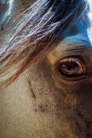 horse closeup