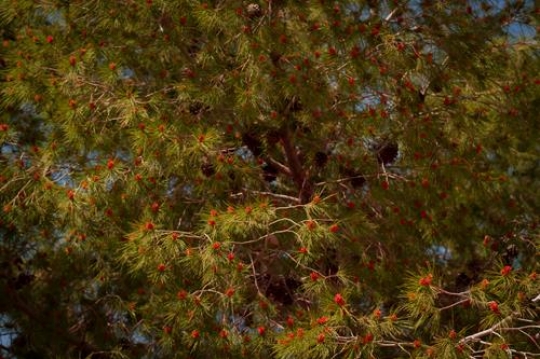 - Pine Tree in Al-Salt Country