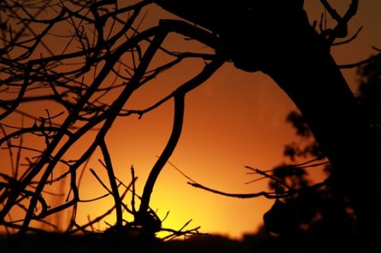 sunset with tree silhouette