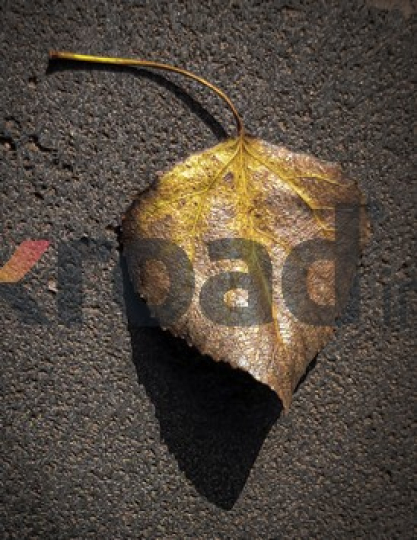 Golden Leaf on Asphalt