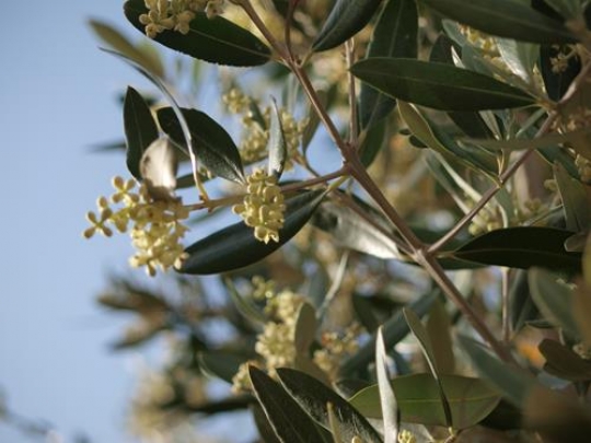 Olive Flowers 