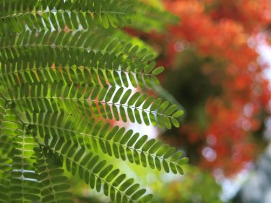 Green Leaves 